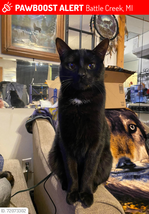 Lost Male Cat last seen Michigan Ave, Battle Creek, MI 49037