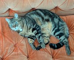 Lost Male Cat last seen Laurelwood St, Aspen Ct, Carlsbad, CA 92011