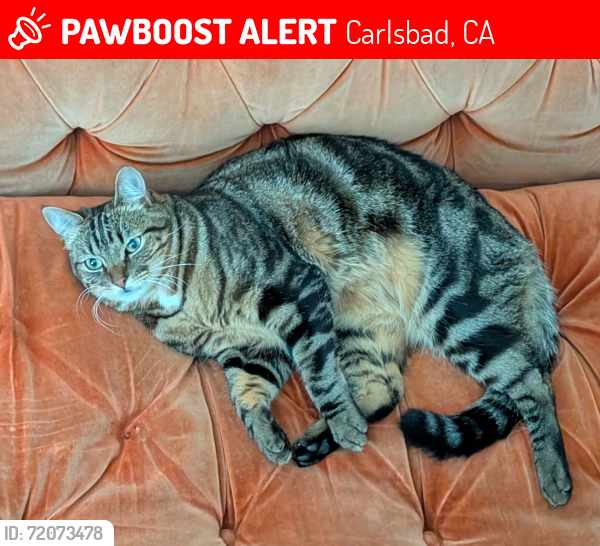 Lost Male Cat last seen Laurelwood St, Aspen Ct, Carlsbad, CA 92011