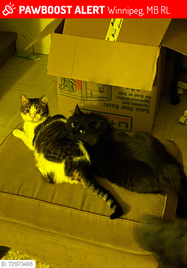 Lost Male Cat last seen River Avenue, Winnipeg, MB R3L