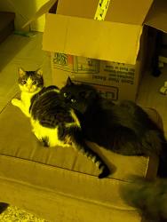 Lost Male Cat last seen River Avenue, Winnipeg, MB R3L
