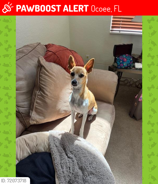 Lost Male Dog last seen Near wurst rd, ocoee, fl, Ocoee, FL 34761