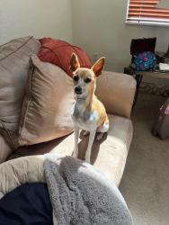 Lost Male Dog last seen Near wurst rd, ocoee, fl, Ocoee, FL 34761