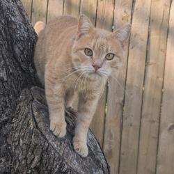 Lost Male Cat last seen Near battle ridge lane , Sugar Land, TX 77479