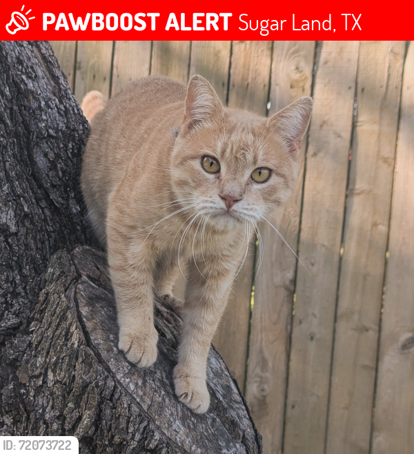 Lost Male Cat last seen Near battle ridge lane , Sugar Land, TX 77479