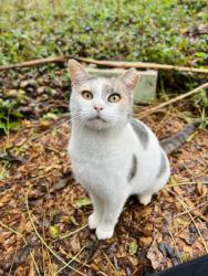 Lost Female Cat last seen Last seen in Anderson, SC on ord Road near Due West Highway. , Anderson, SC 29621