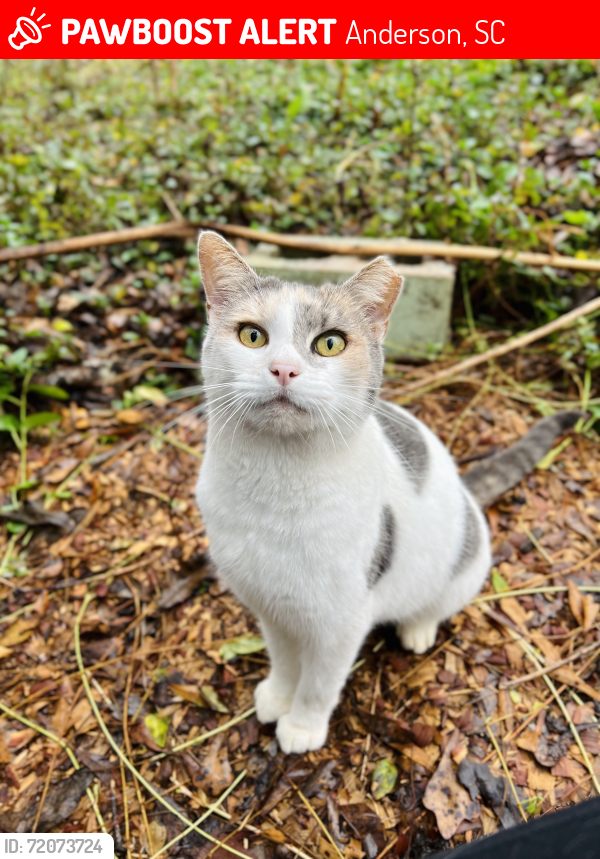Lost Female Cat last seen Last seen in Anderson, SC on ord Road near Due West Highway. , Anderson, SC 29621