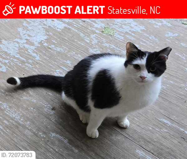 Lost Male Cat last seen Statesville, Statesville, NC 28677
