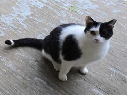 Lost Male Cat last seen Statesville, Statesville, NC 28677