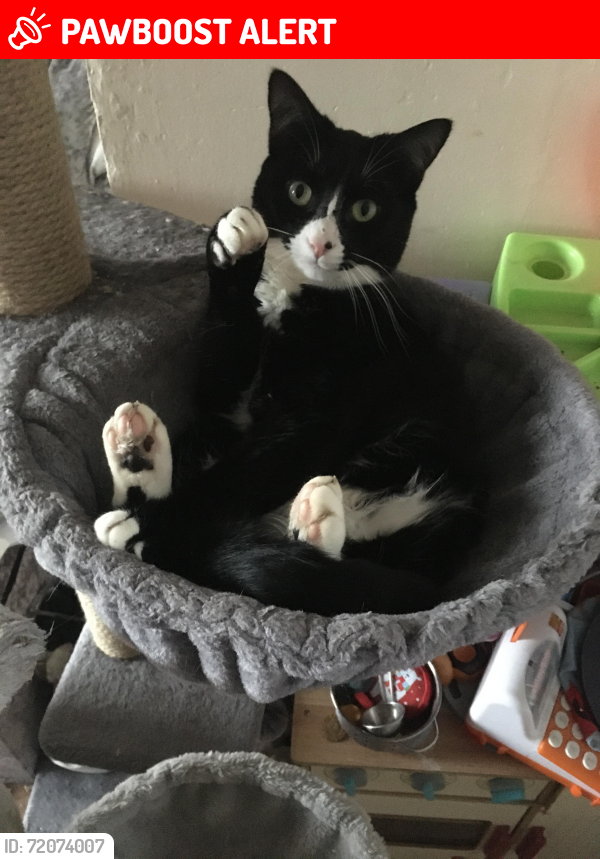 Lost Female Cat last seen Winterford road, Mossley, England OL5 9EB