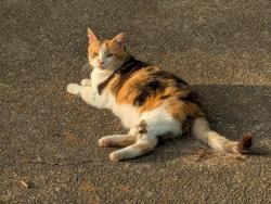 Lost Female Cat last seen highway 24, Anderson, SC 29626