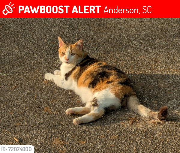 Lost Female Cat last seen highway 24, Anderson, SC 29626