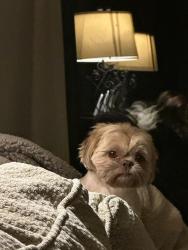 Lost Male Dog last seen crossroads and highland meadows pkwy, Windsor, CO 80550