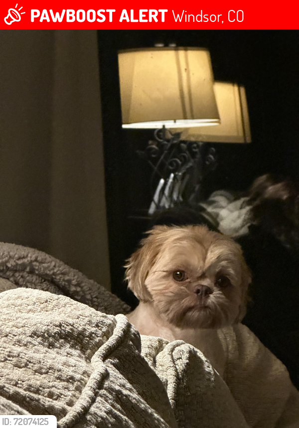 Lost Male Dog last seen crossroads and highland meadows pkwy, Windsor, CO 80550