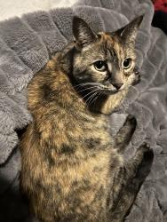 Lost Female Cat last seen E Vorey St, Heyworth, IL 61745
