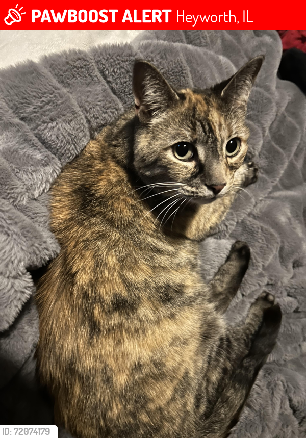 Lost Female Cat last seen E Vorey St, Heyworth, IL 61745