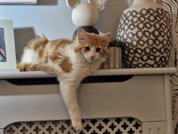 Lost Female Cat last seen Tonbridge rd Methodist church, Kent, England ME16