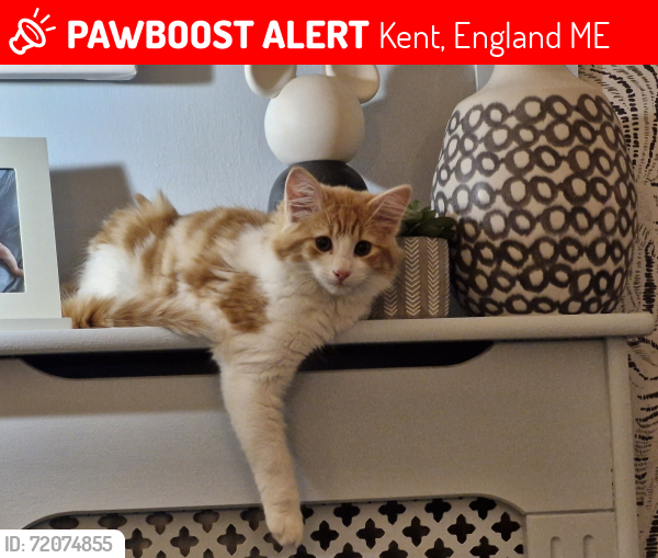 Lost Female Cat last seen Tonbridge rd Methodist church, Kent, England ME16
