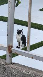 Found/Stray Unknown Cat last seen Behind Sugar Pine Way( Westminster) and on Shady Lane. Between Clinton and Roxy, Garden Grove, CA 92843