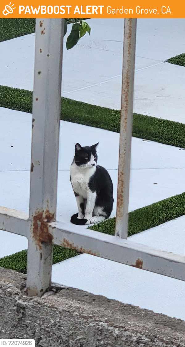 Found/Stray Unknown Cat last seen Behind Sugar Pine Way( Westminster) and on Shady Lane. Between Clinton and Roxy, Garden Grove, CA 92843