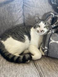 Lost Male Cat last seen Near Manito Dr, Mt. Vernon, WA 98273, Mount Vernon, WA 98273
