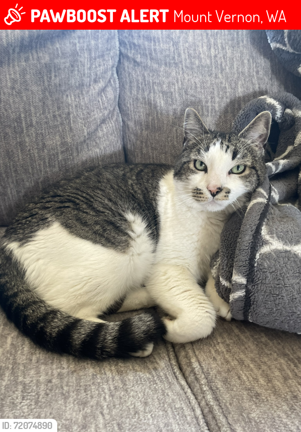 Lost Male Cat last seen Near Manito Dr, Mt. Vernon, WA 98273, Mount Vernon, WA 98273