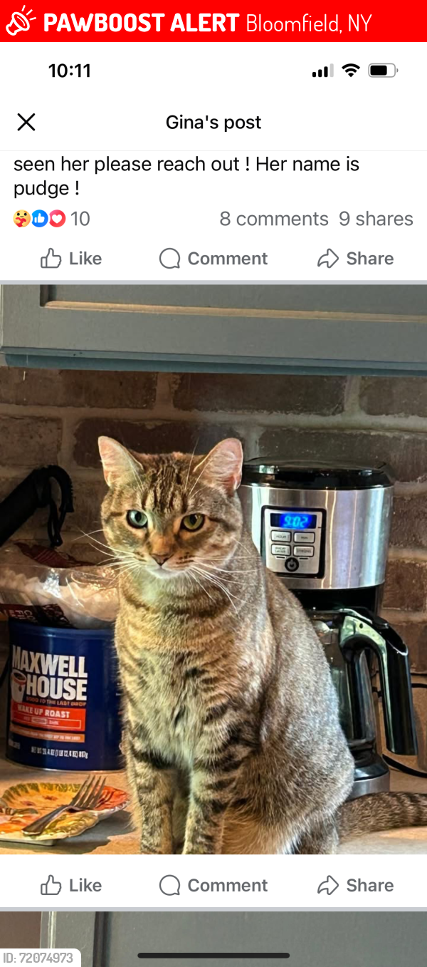 Lost Female Cat last seen County rd 39, Bloomfield, NY 14469
