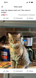 Lost Female Cat last seen County rd 39, Bloomfield, NY 14469