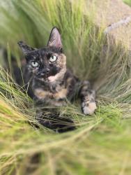 Lost Female Cat last seen highland and Amelia , San Dimas, CA 91773