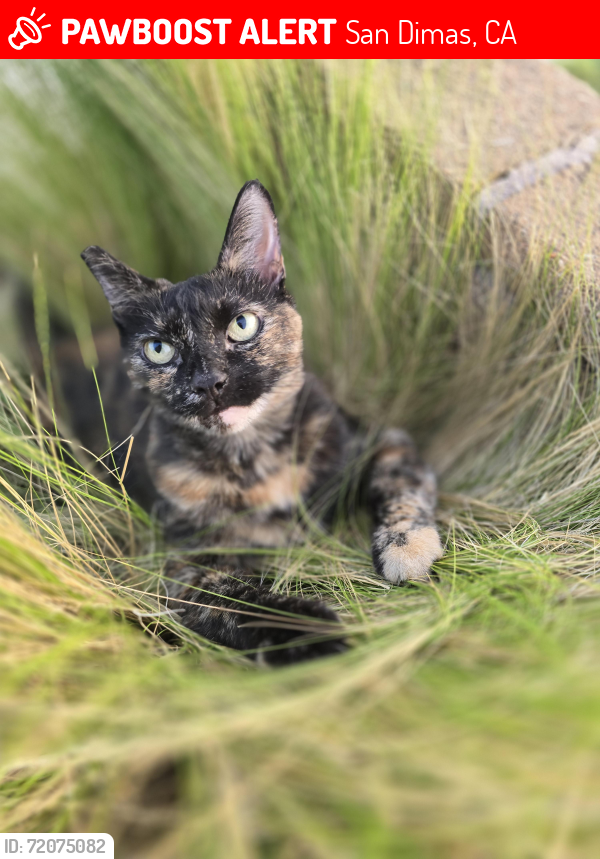 Lost Female Cat last seen highland and Amelia , San Dimas, CA 91773