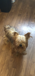 Lost Female Dog last seen Delord and Hopkin street Lafayette LA, Lafayette, LA 70501