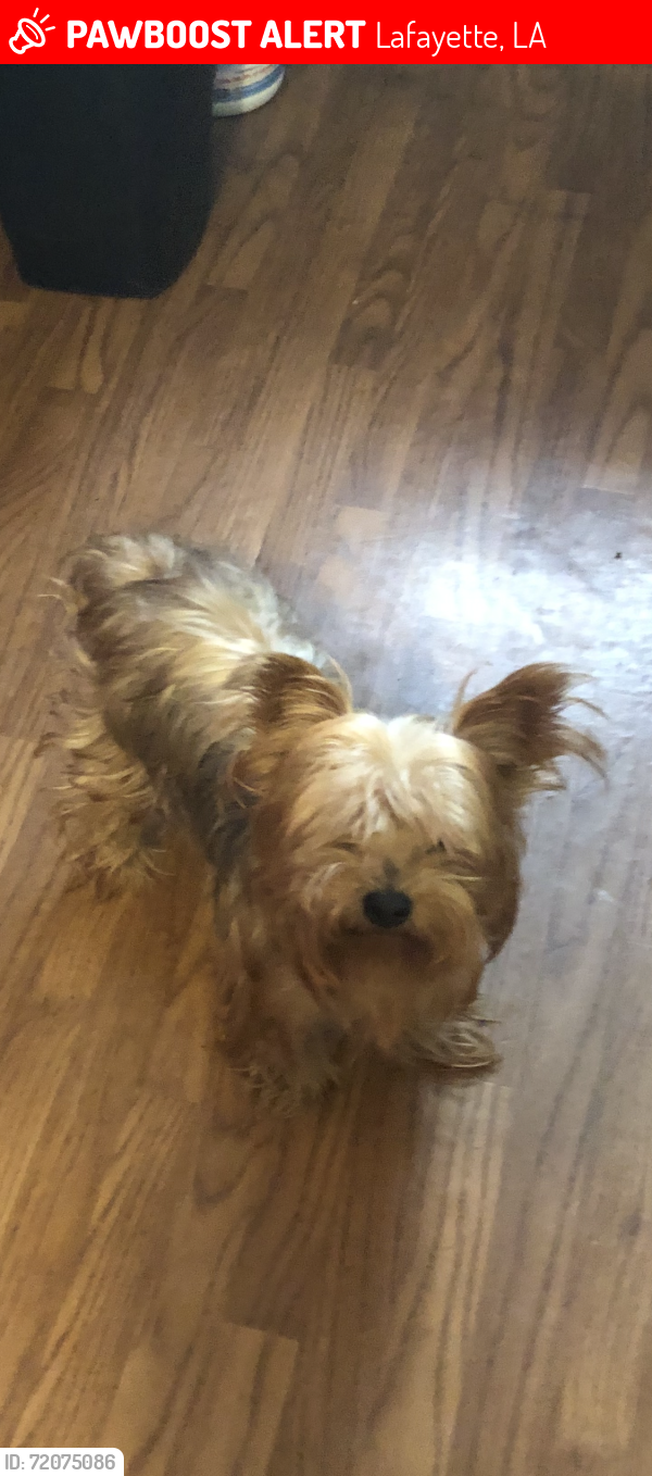 Lost Female Dog last seen Delord and Hopkin street Lafayette LA, Lafayette, LA 70501