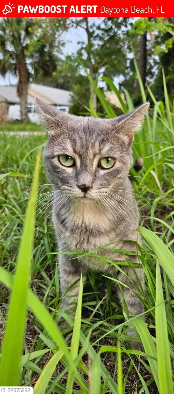 Lost Female Cat last seen Plaza  Boulevard/Halifax , Daytona Beach, FL 32118