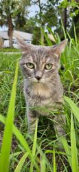 Lost Female Cat last seen Plaza  Boulevard/Halifax , Daytona Beach, FL 32118