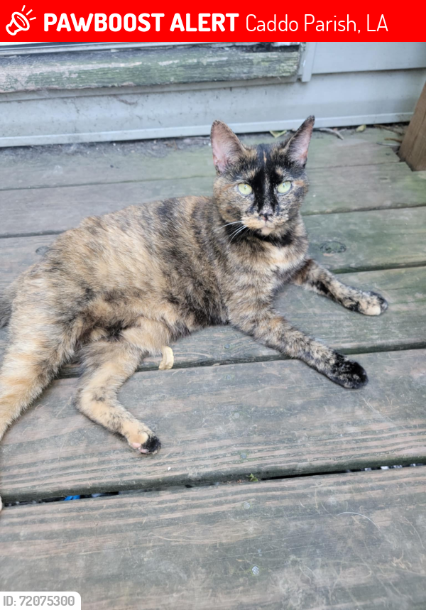 Lost Female Cat last seen Colworth Place, between Tryall St & Colquitt Rd, Caddo Parish, LA 71047