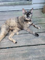 Lost Female Cat last seen Colworth Place, between Tryall St & Colquitt Rd, Caddo Parish, LA 71047