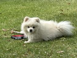 Lost Male Dog last seen Lincoln Park , San Diego, CA 92113