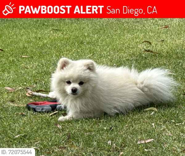 Lost Male Dog last seen Lincoln Park , San Diego, CA 92113