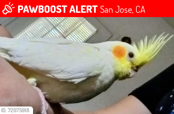 Lost Male Bird last seen Park, San Jose, CA 95125