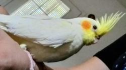 Lost Male Bird last seen Park, San Jose, CA 95125