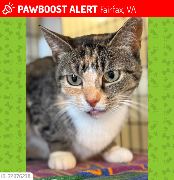 Lost Female Cat last seen Hawthorne Village cndmniums, Fairfax, VA 22031