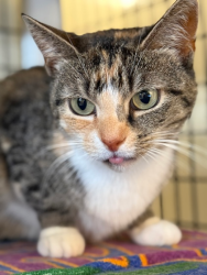 Lost Female Cat last seen Hawthorne Village cndmniums, Fairfax, VA 22031