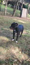 Lost Male Dog last seen Last seen on victoria rd Hartford, Wethersfield, CT 06109