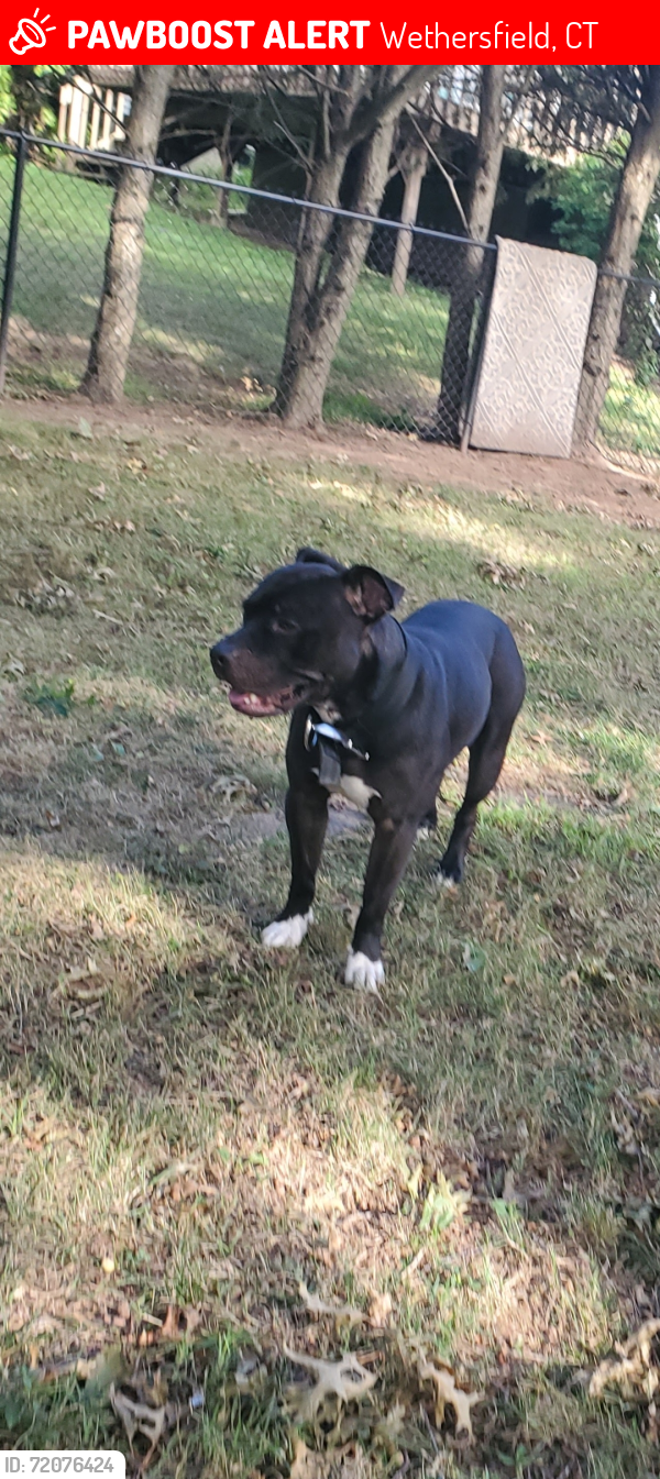 Lost Male Dog last seen Last seen on victoria rd Hartford, Wethersfield, CT 06109