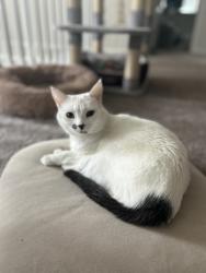 Lost Female Cat last seen Near East Union Circle, Aurora, CO 80015, Aurora, CO 80015