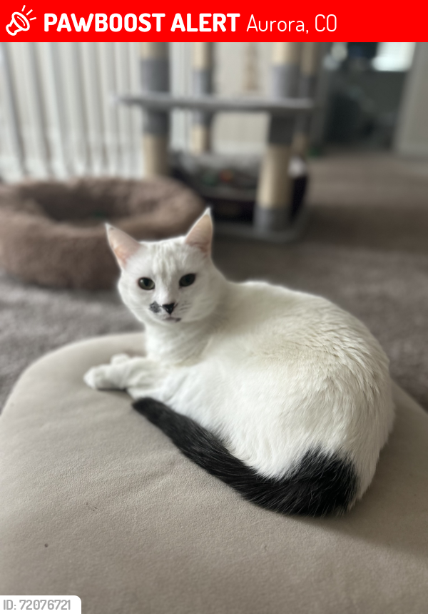 Lost Female Cat last seen Near East Union Circle, Aurora, CO 80015, Aurora, CO 80015