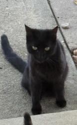 Lost Female Cat last seen 11th and Nucla , Aurora, CO 80011