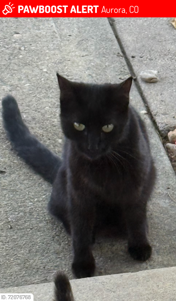 Lost Female Cat last seen 11th and Nucla , Aurora, CO 80011