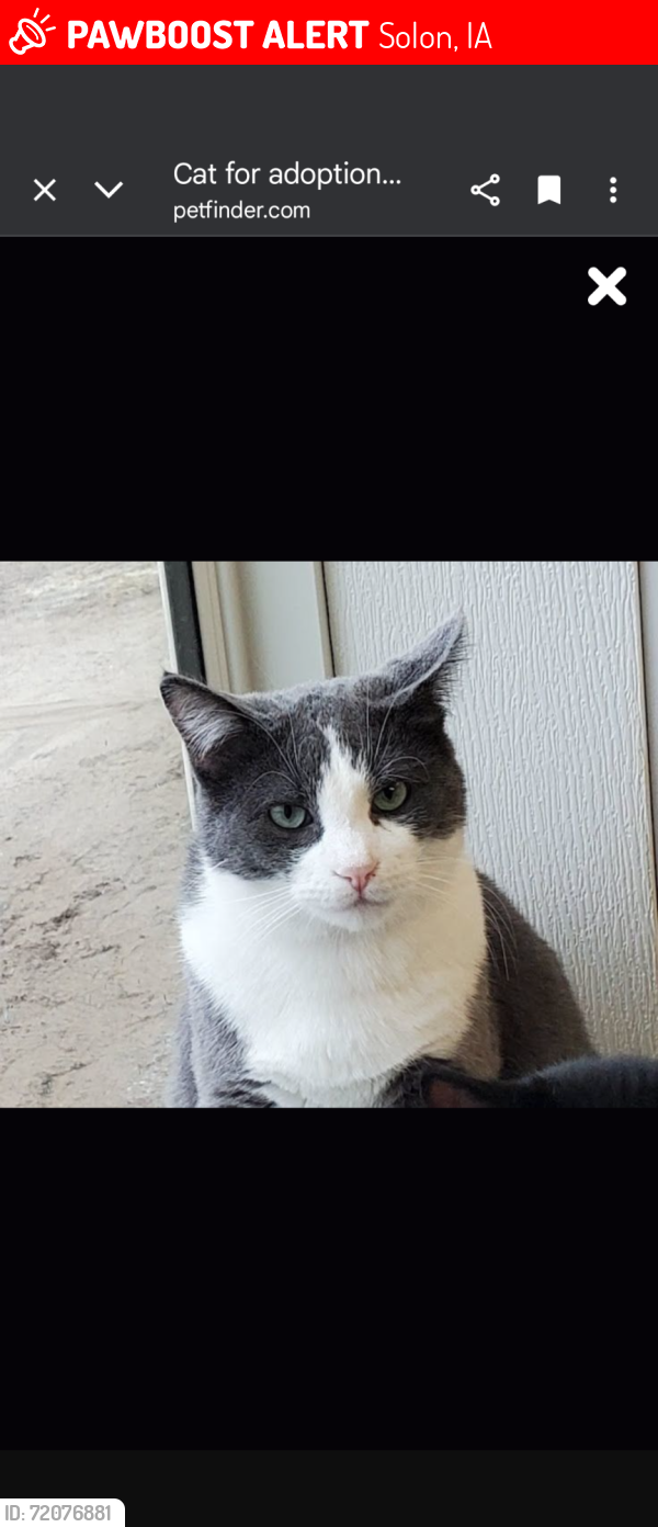 Lost Male Cat last seen 5th Street through 3rd St, ( mahaffey bridge Rd intersection with Market Street, Hwy 1), Solon, IA 52333