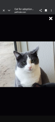 Lost Male Cat last seen 5th Street through 3rd St, ( mahaffey bridge Rd intersection with Market Street, Hwy 1), Solon, IA 52333